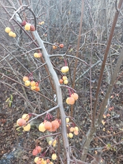 Malus hupehensis