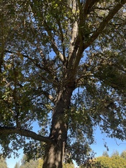 Quercus lobata