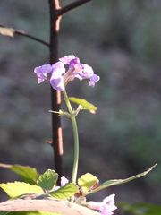 Clematis heracleifolia