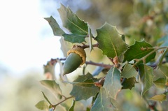 Quercus palmeri