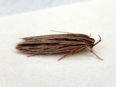 Leistarcha scitissimella