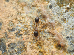 Monomorium floricola