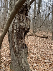 Agrobacterium radiobacter