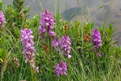 Dactylorhiza maculata