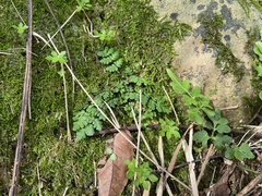 Cheilanthes chusana