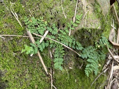 Cheilanthes chusana