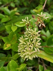 Abelia chinensis