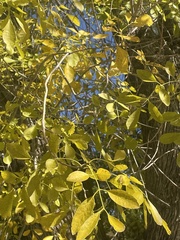 Fraxinus velutina