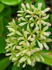 Abelia chinensis