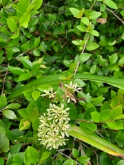 Abelia chinensis