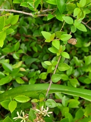 Abelia chinensis
