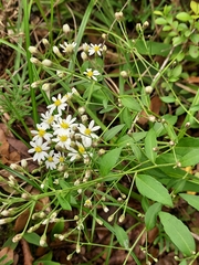 Aster taiwanensis