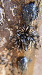 Drosophila nigrospiracula