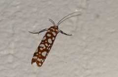 Atteva megalastra