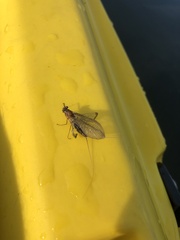 Stenacron interpunctatum