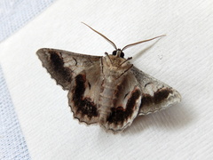 Hypobapta tachyhalotaria