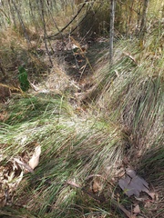 Sorghum leiocladum