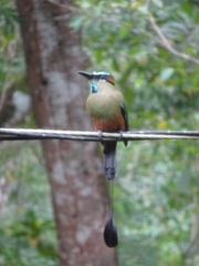 Eumomota superciliosa