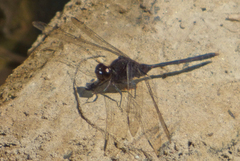 Erythemis plebeja