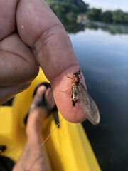 Stenacron interpunctatum