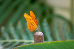Dryas iulia moderata