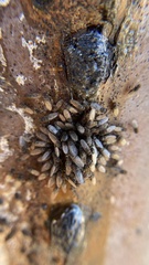 Drosophila nigrospiracula