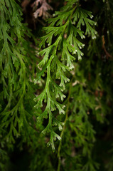 Trichomanes exsectum