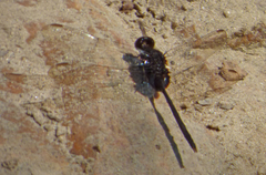 Erythemis plebeja