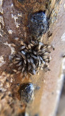 Drosophila nigrospiracula