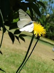Tatochila