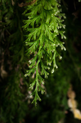 Trichomanes exsectum