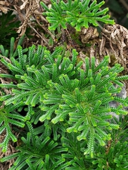 Selaginella stauntoniana