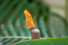 Dryas iulia moderata