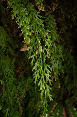 Trichomanes exsectum