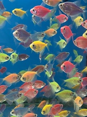 Gymnocorymbus ternetzi