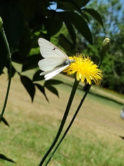Tatochila