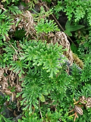 Selaginella stauntoniana