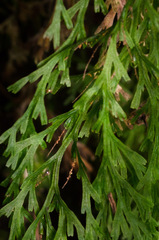 Trichomanes exsectum