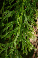 Trichomanes exsectum