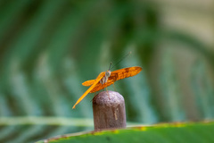 Dryas iulia moderata