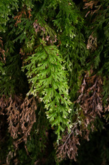 Trichomanes exsectum