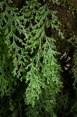 Trichomanes exsectum