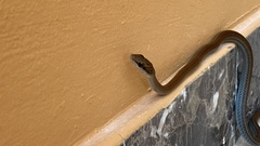 Mastigodryas melanolomus