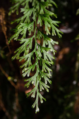 Trichomanes exsectum