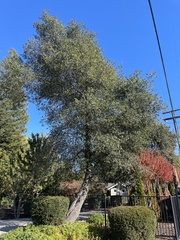 Quercus wislizeni