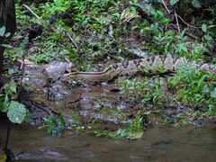Crotalus simus