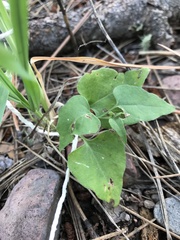 Commicarpus scandens