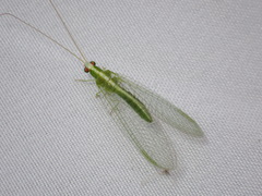 Chrysopodes collaris