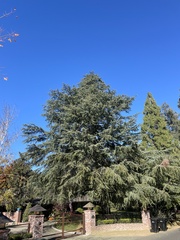 Cedrus deodara