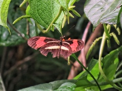 Heliconius erato